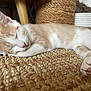 kitten, cat, sleeping, paw, closeup, feline, indoors, resting, cute, pet, fur, whiskers, pink_nose, cozy, woven_mat, scratching_post, relaxed, animal, small, nap