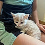 kitten, cat, pet, animal, lap, person, clothing, shorts, shirt, sitting, indoor, furry, cute, small, young, resting, comfort, light, relaxation, fluffy