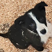 Akira participe au concours pour gagner de l'argent avec cette photo : puppy, dog, black_and_white, wood_shavings, cute, pet, animal, fur, small, young, sitting, looking_up, adorable, domestic_animal, canine, playful, companion, fur_texture, outdoor, nature