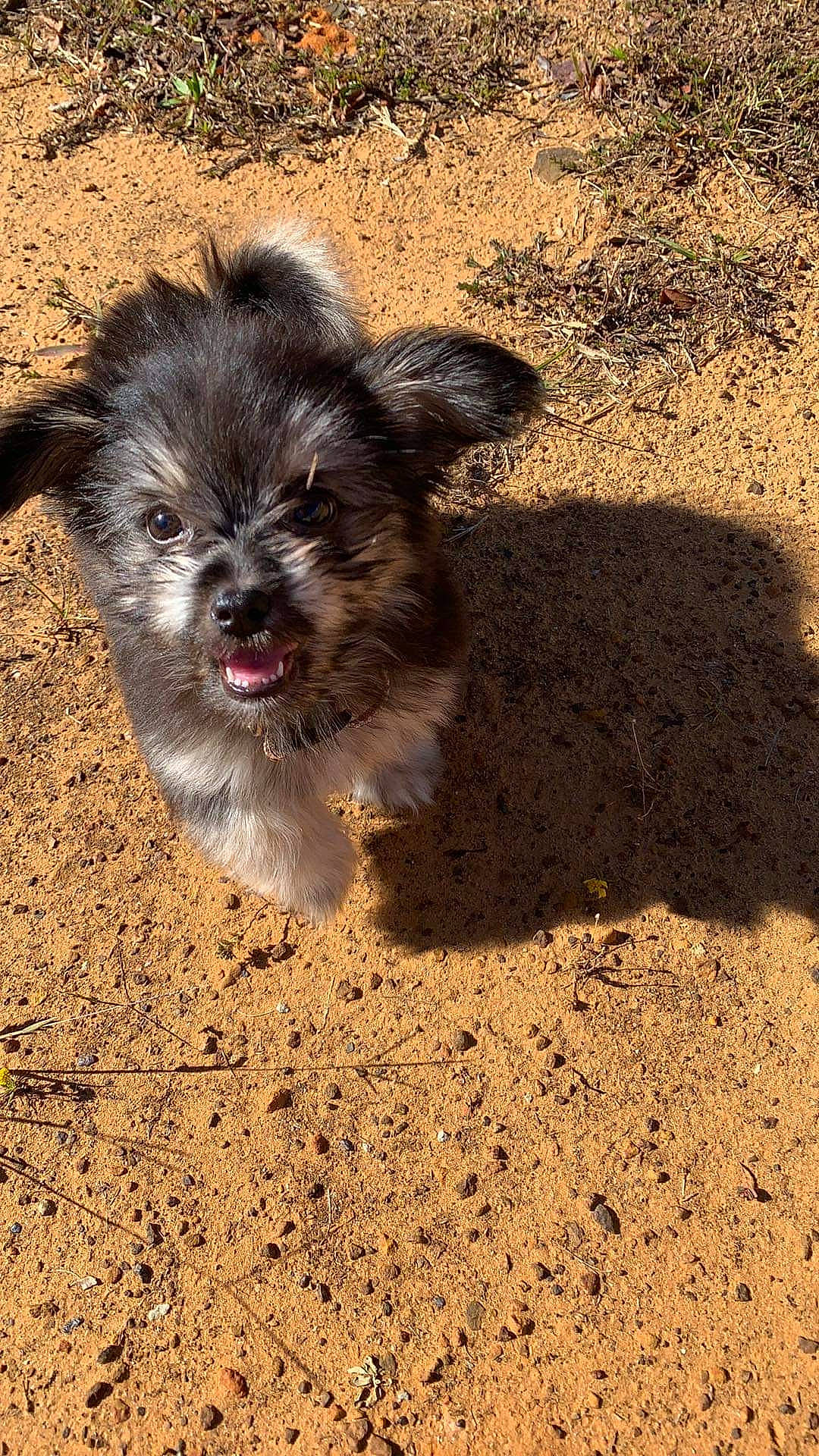 Bella is registered to the contest to win money with this photo: canidae, carnivore, companion_dog, dog, dog_breed, fawn, fur, liver, paw, sand, small_terrier, snout, soil, sporting_group, terrestrial_animal, toy_dog, whiskers, wildlife, working_animal, yorkipoo