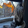 Charlotte joined the competition — help win amazing prizes! cat, long_hair, fluffy, window, cat_bed, sunset, building, tree, indoor, pet, fur, tail, curious, cozy, soft, home, daylight, urban, quiet, relaxing