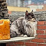 Charlotte is registered to the contest to win money with this photo: cat, long_hair, fluffy, sitting, table, candle, brick_wall, outdoor, urban, pet, feline, close_up, side_view, animal, domestic_cat, calm, relaxed, portrait, whiskers, ears