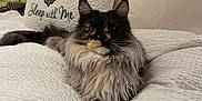 Charlotte joined the competition — help win amazing prizes! cat, fluffy, bed, white_bedspread, pillow, pineapple, text_on_pillow, cozy, indoor, pet, relaxed, fur, animal, cute, domestic_cat, resting, whiskers, crossed_paws, close_up, feline
