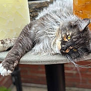 Charlotte is registered to the contest to win money with this photo: cat, fluffy, gray, white, relaxed, table, outdoor, fur, closeup, pet, animal, whiskers, face, yellow_eyes, resting, soft_focus, domestic, lazy, portrait, feline