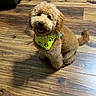 animal, bandana, brown_dog, canine, companion, cute, dog, domestic, ears, fluffy_dog, fur, happy, indoor, pet, sitting, smiling, tail, toy, wooden_floor, yellow_bandana