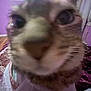 Isabelle joined the competition — help win amazing prizes! cat, closeup, blurry, face, indoor, purple_wall, curious, pet, whiskers, fur, nose, eyes, bedroom, curtain, furniture, animal, domestic, mammal, soft, background