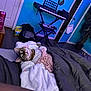 Isabelle is registered to the contest to win money with this photo: cat, blanket, bed, clothing, keyboard, room, blue_wall, door, furniture, floor, can, table, plant, mirror, indoor, cozy, pet, curious, casual, relaxed