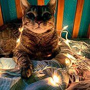 Isabelle joined the competition — help win amazing prizes! cat, tabby, bed, string_lights, glowing, cozy, indoor, wooden_headboard, teal_wall, pet, feline, whiskers, paw, fur, lighting, relaxing, comfort, nighttime, decor, closeup