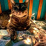 cat, tabby, bed, string_lights, glowing, cozy, indoor, wooden_headboard, teal_wall, pet, feline, whiskers, paw, fur, lighting, relaxing, comfort, nighttime, decor, closeup