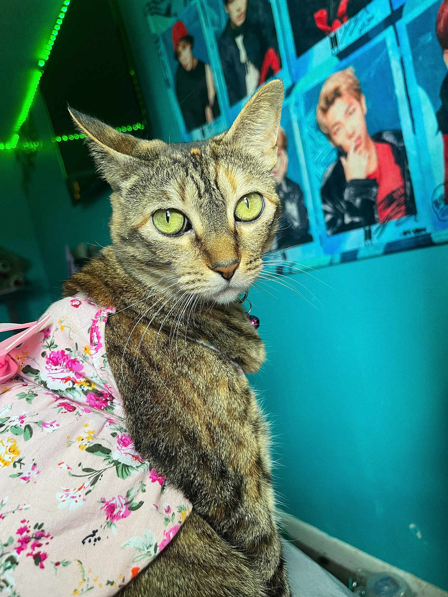Isabelle joined the competition — help win amazing prizes! cat, tabby, floral_dress, green_eyes, indoor, posters, blue_wall, led_lights, whiskers, pet, animal, portrait, feline, decor, collar, closeup, cute, fashion, domestic_cat, furniture