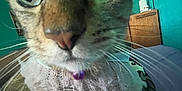 Isabelle is registered to the contest to win money with this photo: cat, tabby, close_up, indoor, knitted_sweater, purple_bell, curious, wide_eyes, feline, whiskers, pet, cute, cozy, bed, furniture, teal_wall, portrait, animal, domestic_cat, soft_texture