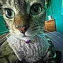 cat, tabby, close_up, indoor, knitted_sweater, purple_bell, curious, wide_eyes, feline, whiskers, pet, cute, cozy, bed, furniture, teal_wall, portrait, animal, domestic_cat, soft_texture