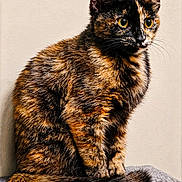 Ellie joined the competition — help win amazing prizes! cat, tortoiseshell, feline, pet, animal, fur, whiskers, alert, sitting, indoor, closeup, cute, portrait, eyes, tail, texture, gray_surface, beige_background, domestic_cat, mammal