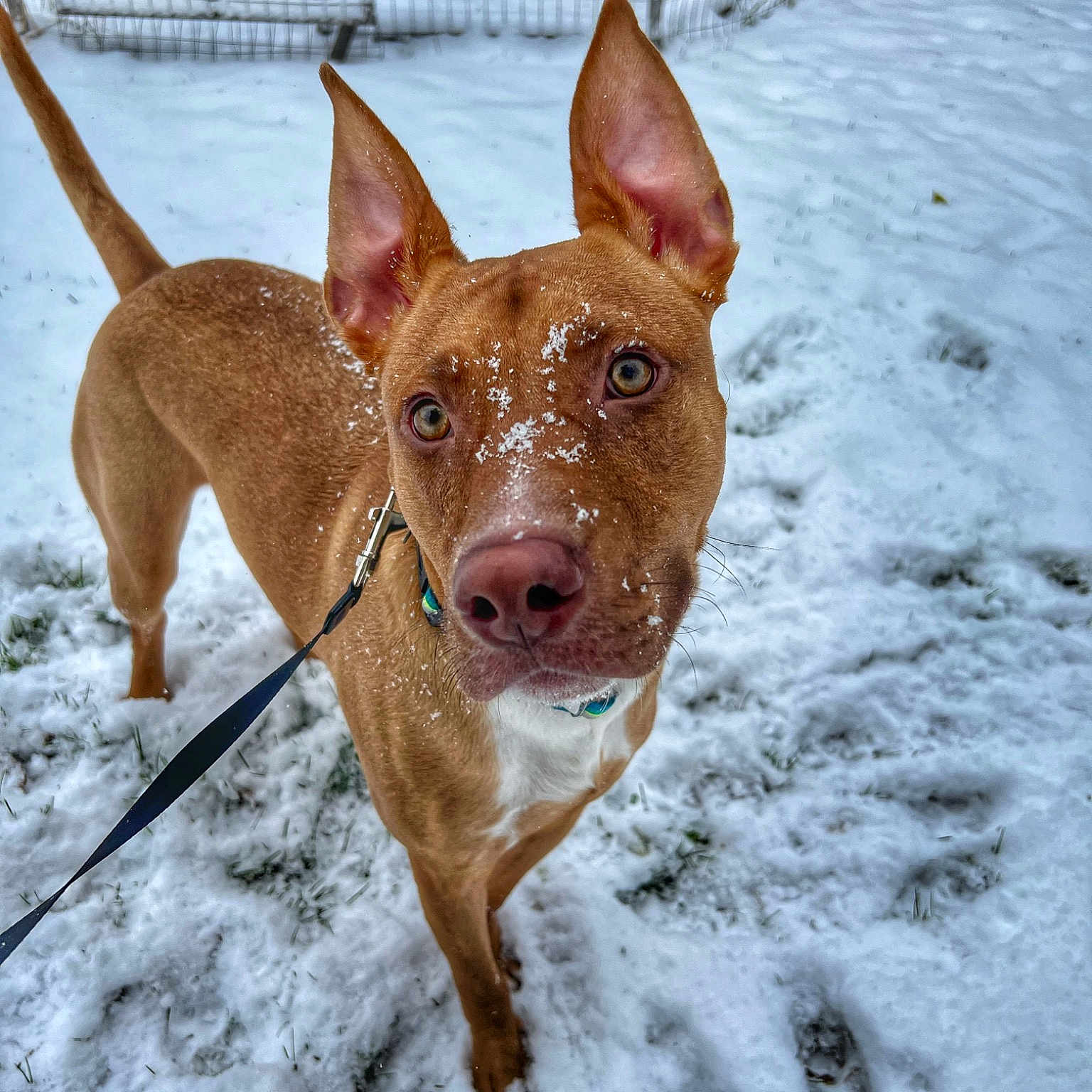Dingo
