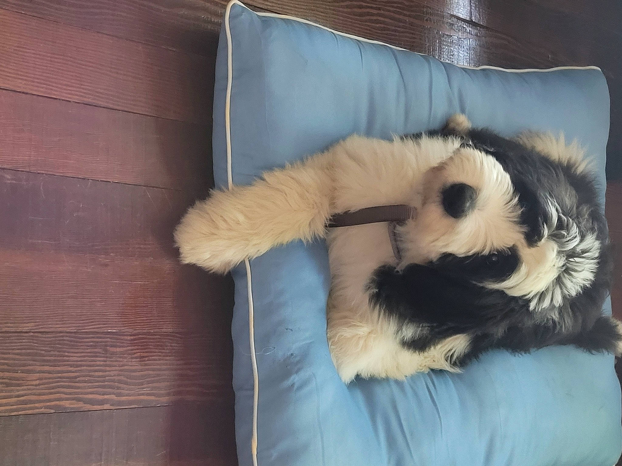 Bella Blue joined the competition — help win amazing prizes! canidae, carnivore, comfort, companion_dog, couch, dog_breed, felidae, fur, fur_clothing, linens, paw, room, small_to_medium_sized_cats, sporting_group, stuffed_toy, tail, toy, toy_dog, whiskers, wood