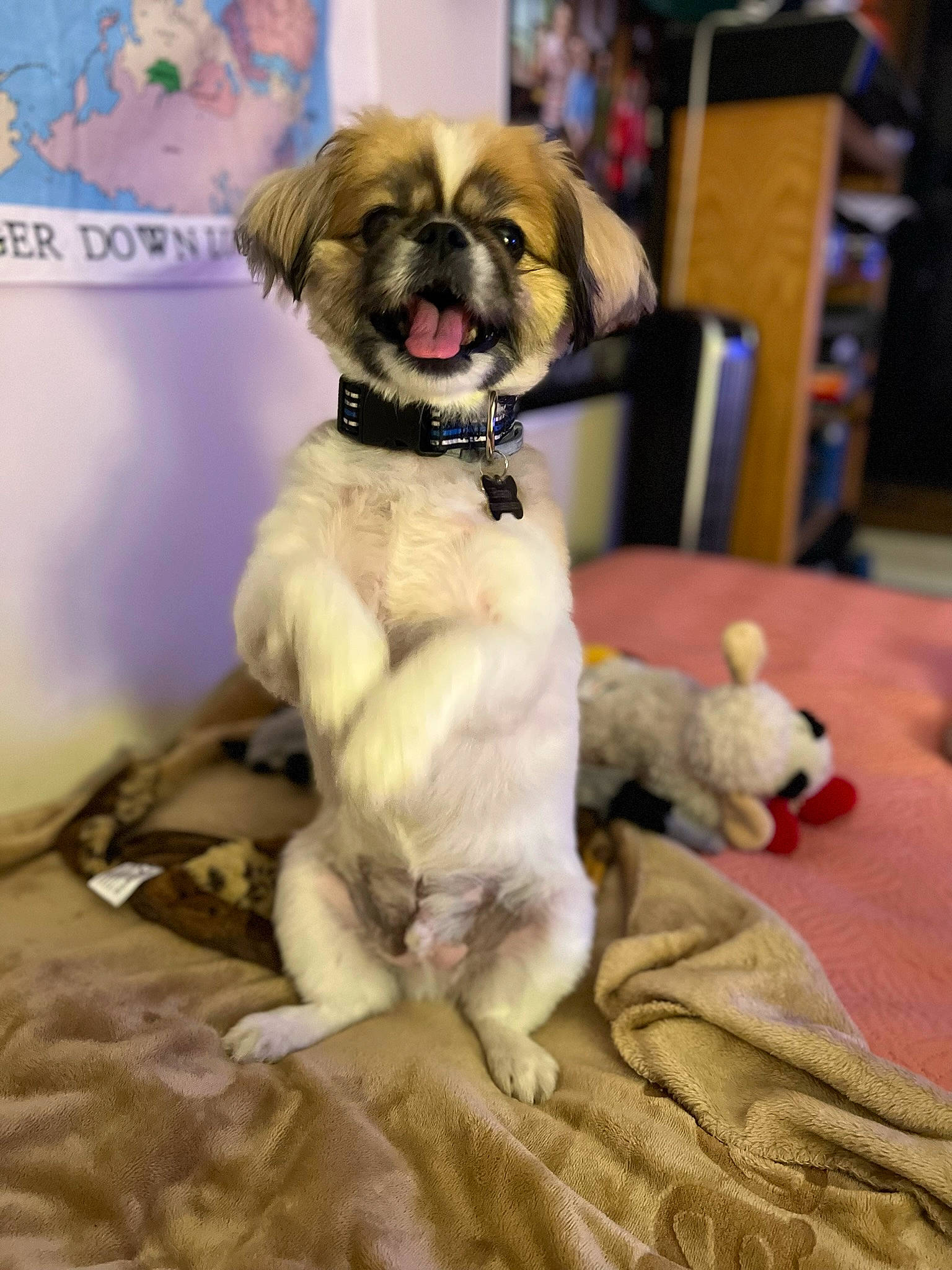 Brady joined the competition — help win amazing prizes! ancient_dog_breeds, bookcase, canidae, carnivore, companion_dog, dog, dog_breed, dog_supply, fawn, fur, liver, pet_supply, pug, puppy_love, shelf, tail, toy_dog, whiskers, working_animal, wrinkle