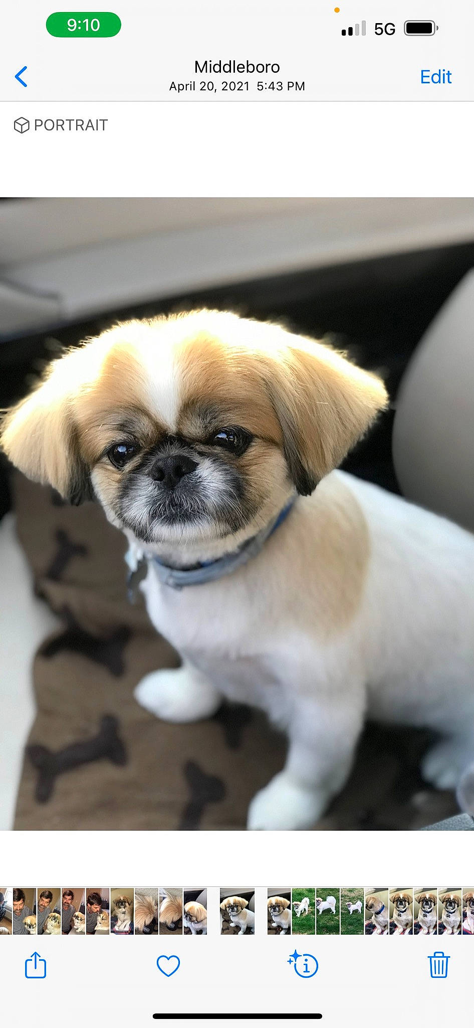 Brady is registered to the contest to win money with this photo: ancient_dog_breeds, canidae, carnivore, companion_dog, dog, dog_breed, eye, fawn, fur, non_sporting_group, sporting_group, tail, terrestrial_animal, toy_dog, whiskers