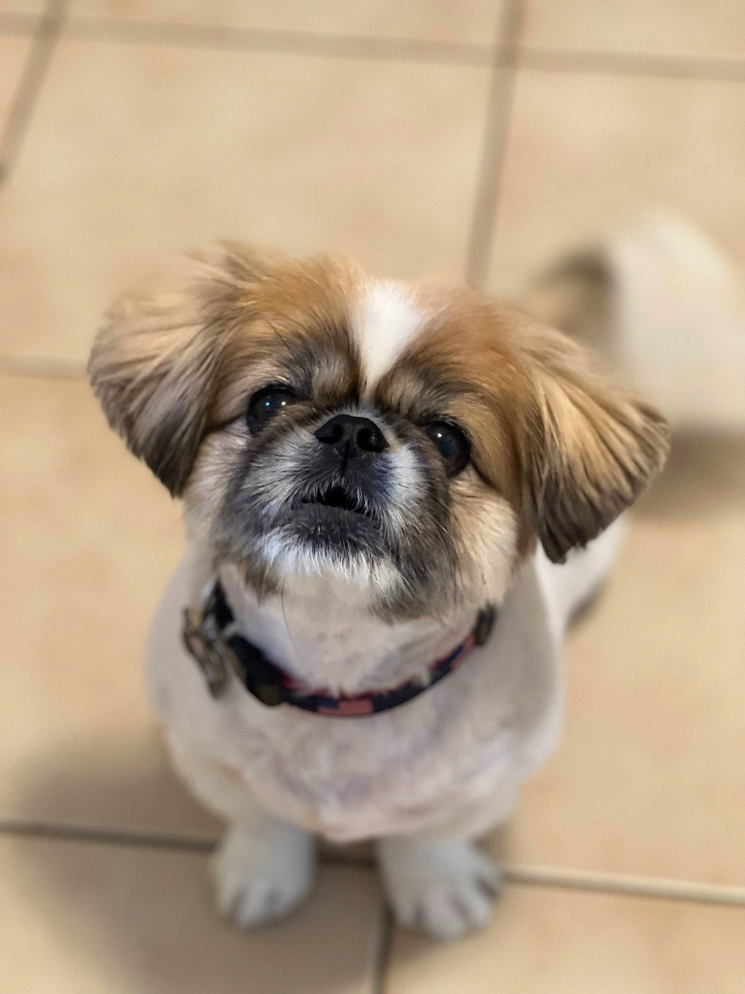 Brady is registered to the contest to win money with this photo: ancient_dog_breeds, canidae, carnivore, companion_dog, dog, dog_breed, dog_supply, fawn, fur, grass, japanese_chin, liver, non_sporting_group, puppy, snout, sporting_group, terrestrial_animal, toy_dog, whiskers, working_animal