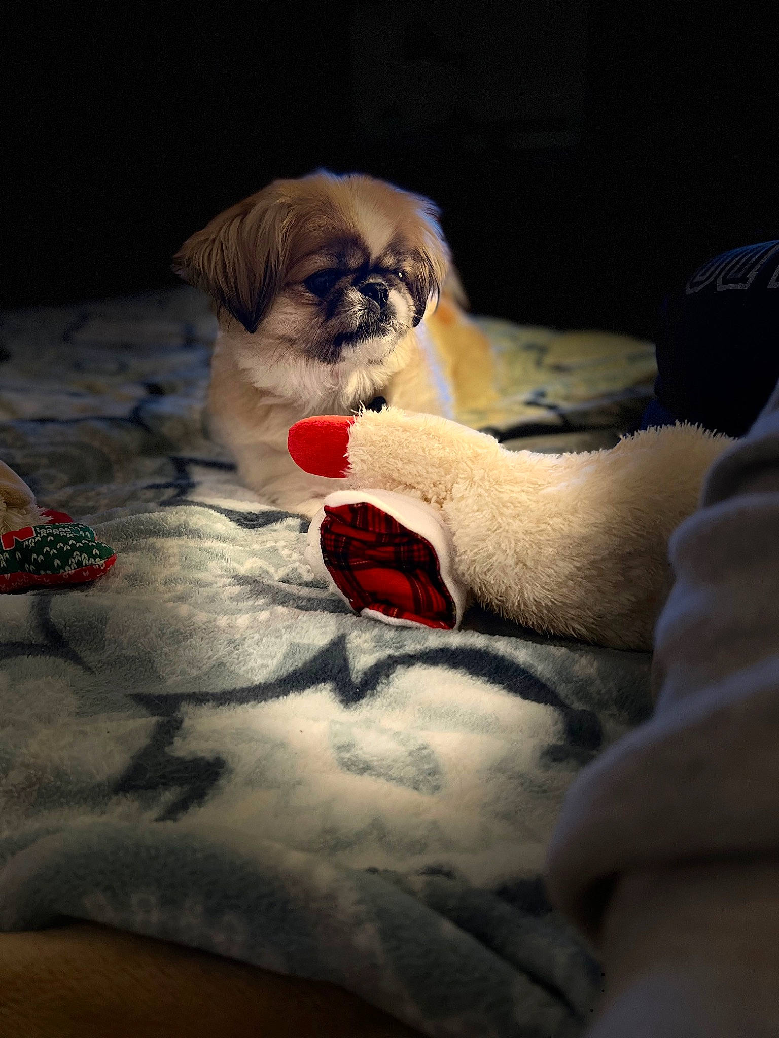 Brady joined the competition — help win amazing prizes! canidae, carmine, carnivore, comfort, companion_dog, dog, dog_breed, dog_supply, fawn, flooring, fur, linens, liver, petal, shih_tzu, snout, sporting_group, toy_dog, whiskers, wrinkle