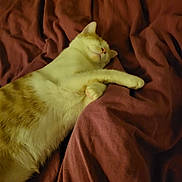 Caramel a rejoint le concours — aidez-le/la à gagner de superbes lots ! cat, sleeping, pet, fur, blanket, cozy, indoor, relaxed, whiskers, paws, resting, animal, cute, mammal, domestic, feline, soft, comfort, peaceful, nap