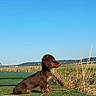 dog, puppy, dachshund, brown_dog, grass, outdoor, field, sky, nature, pet, animal, side_view, sunlight, daytime, cute, small_dog, canine, alert, sitting, fur