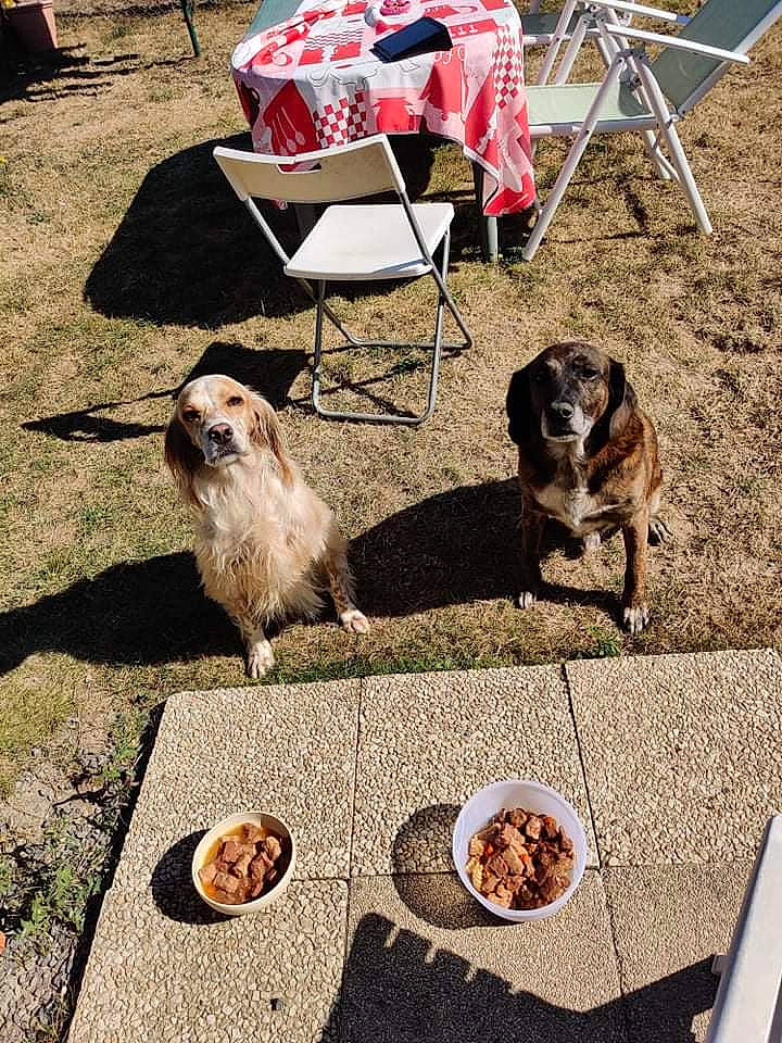 Goliath a rejoint le concours — aidez-le/la à gagner de superbes lots ! canidae, carnivore, chair, companion_dog, dog, dog_breed, folding_chair, fur, grass, landscape, mammal, outdoor_furniture, outdoor_table, soil, sporting_group, table, toy_dog, working_dog, yard
