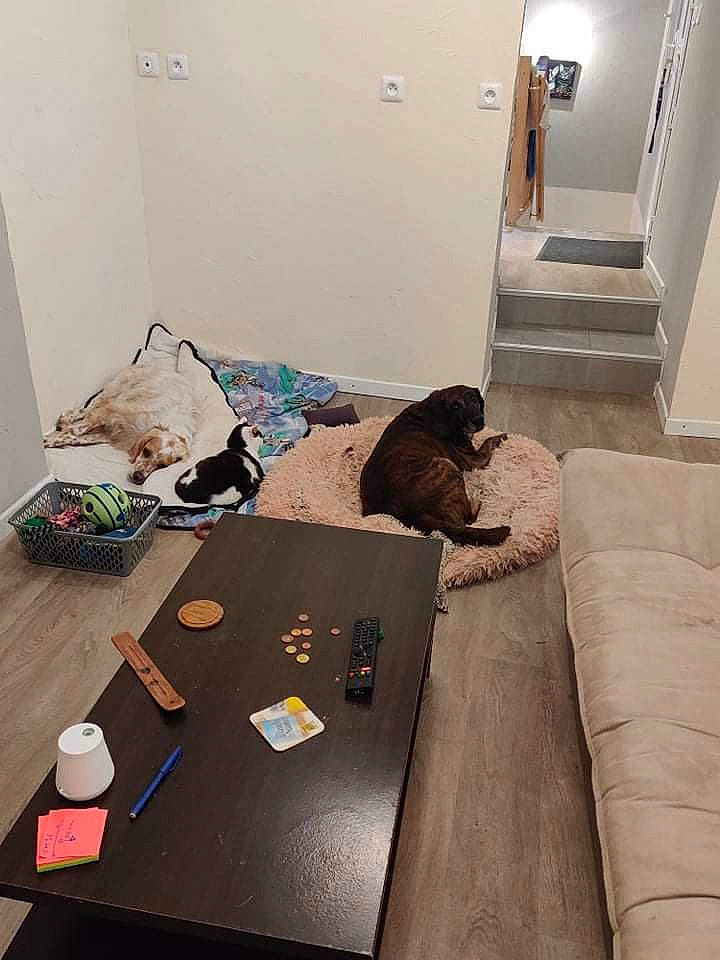 Goliath participe au concours pour gagner de l'argent avec cette photo : carnivore, carpet, comfort, companion_dog, couch, dog, door, floor, flooring, grey, hardwood, interior_design, living_room, property, room, sporting_group, studio_couch, table, wood, wood_flooring