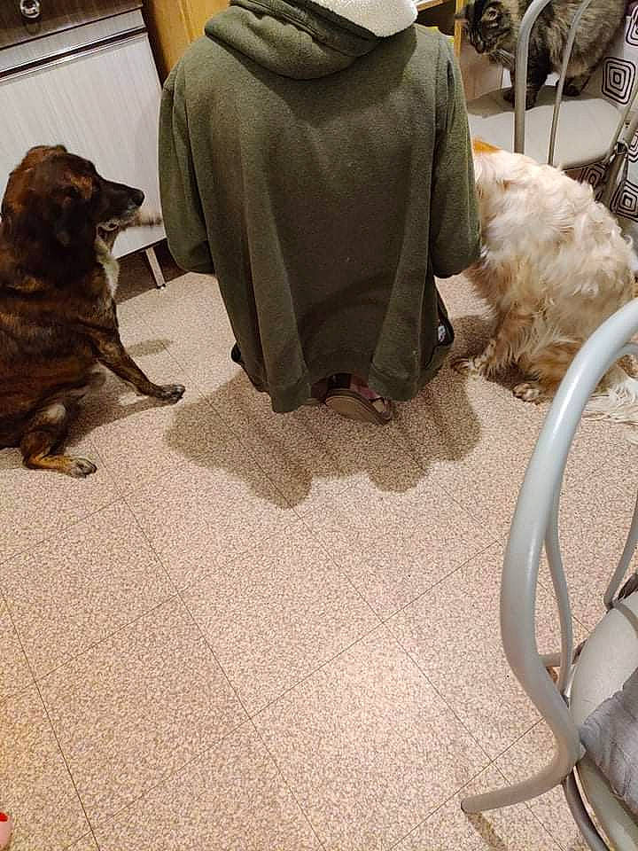 Goliath participe au concours pour gagner de l'argent avec cette photo : audio_equipment, bag, carnivore, comfort, companion_dog, dog, dog_breed, fawn, floor, flooring, fur, grey, hardwood, luggage_and_bags, mammal, road_surface, sporting_group, tail, vertebrate, wood