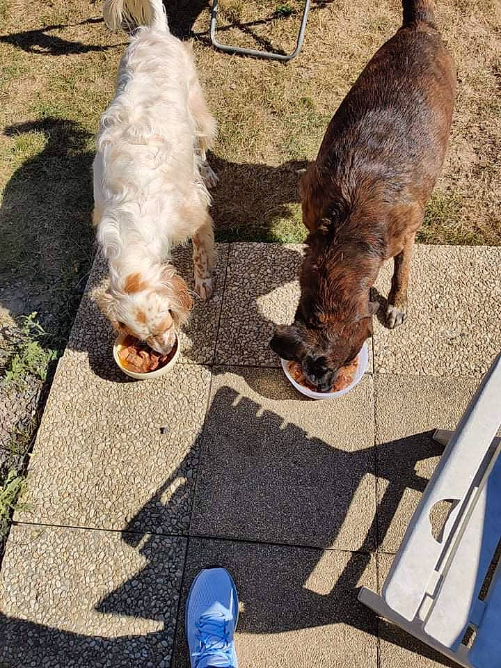 Goliath a rejoint le concours — aidez-le/la à gagner de superbes lots ! carnivore, companion_dog, dog, dog_breed, fawn, felidae, foot, grass, human_leg, leg, light, line, photograph, road_surface, shoe, sidewalk, snapshot, sneakers, tail, white