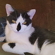 Zazzles is registered to the contest to win money with this photo: animal, black_and_white, cat, close_up, companion, couch, cute, domestic_animal, ears, eyes, feline, fur, indoor, living_room, mammal, pet, portrait, relaxed, resting, whiskers