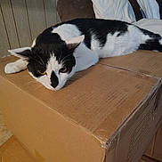 Zazzles is registered to the contest to win money with this photo: black_and_white_cat, box, cardboard_box, cat, close_up, couch, curious, fur, household, indoor, living_room, lying_down, pet, pillow, portrait, relaxed, stare, storage, whiskers, yellow_eyes