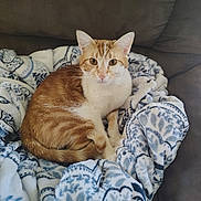 Klaus is registered to the contest to win money with this photo: animal, blanket, cat, comfort, couch, cozy, curious, cute, ears, feline, fur, indoor, looking, orange_cat, patterned_blanket, pet, relaxed, resting, whiskers, white_cat