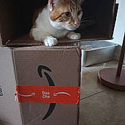 Klaus is registered to the contest to win money with this photo: amazon_logo, box_interior, brown_and_white, cardboard_box, cat, closeup, curious, ear, floor_lamp, hiding, indoor, litter_box, orange_tape, paws, pet, playful, portrait, shadow, tile_floor, whiskers