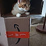 amazon_logo, box_interior, brown_and_white, cardboard_box, cat, closeup, curious, ear, floor_lamp, hiding, indoor, litter_box, orange_tape, paws, pet, playful, portrait, shadow, tile_floor, whiskers
