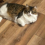 Mercy joined the competition — help win amazing prizes! animal, brown_fur, cat, companion, cute, domestic_animal, ears, feline, fluffy, fur, indoor, looking_at_camera, mammal, paw, pet, relaxed, tabby, whiskers, white_fur, wooden_floor