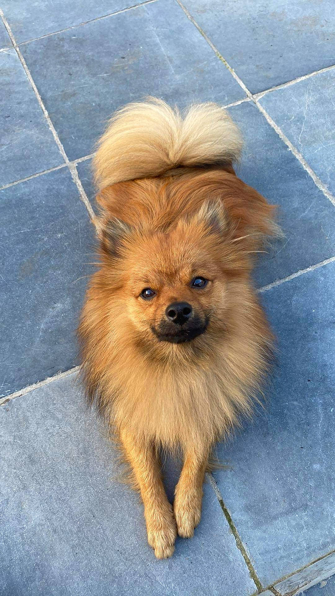 Kenzo a rejoint le concours — aidez-le/la à gagner de superbes lots ! ancient_dog_breeds, canidae, carnivore, companion_dog, concrete, dog, dog_breed, fawn, fur, german_spitz, german_spitz_klein, liver, road_surface, snout, spitz, sporting_group, terrestrial_animal, toy_dog, whiskers, working_animal