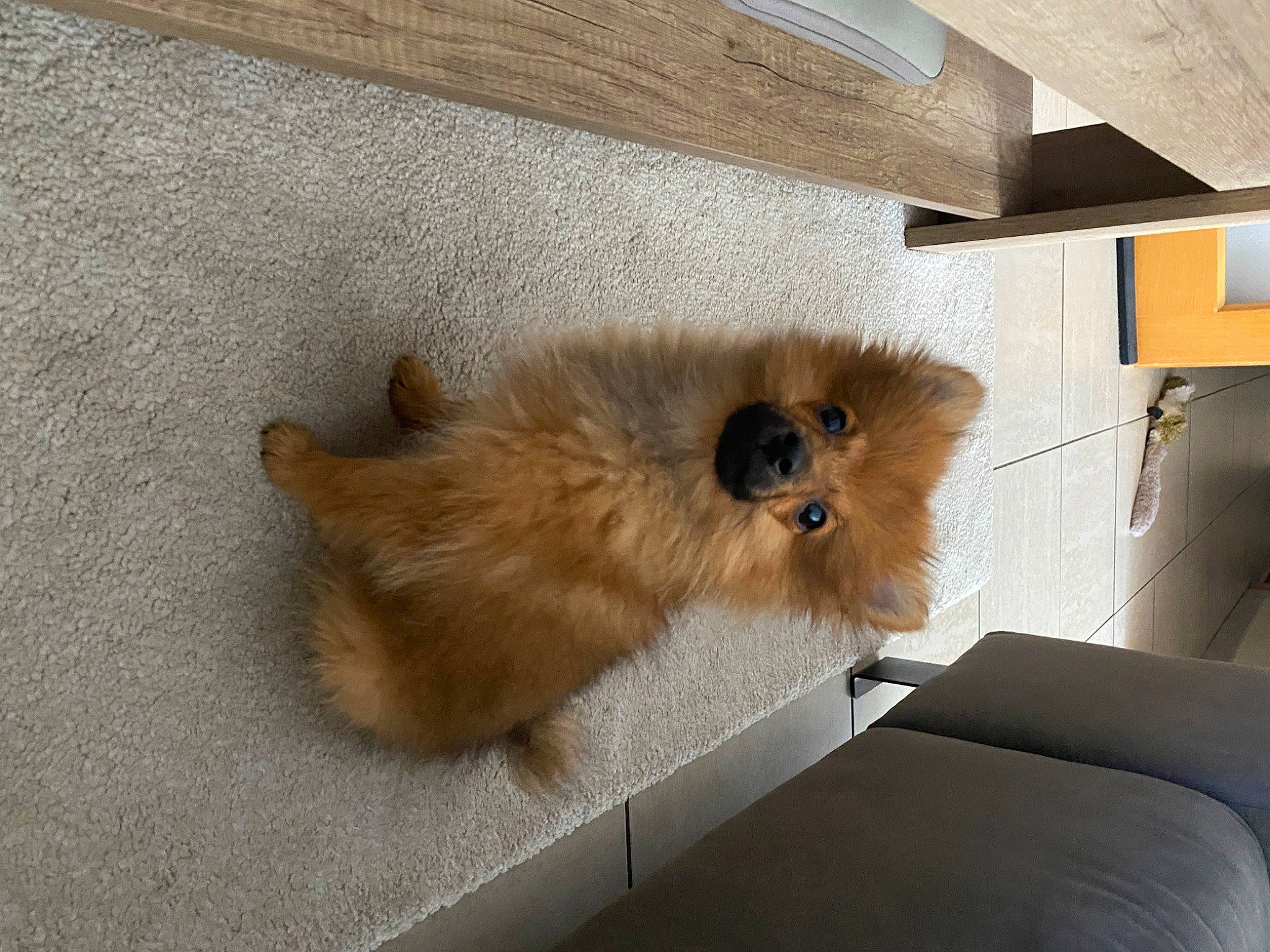 Kenzo a rejoint le concours — aidez-le/la à gagner de superbes lots ! canidae, carnivore, companion_dog, dog, dog_breed, fawn, flooring, fur, german_spitz, german_spitz_klein, hardwood, liver, snout, spitz, sporting_group, tail, toy_dog, volpino_italiano, wood, working_animal