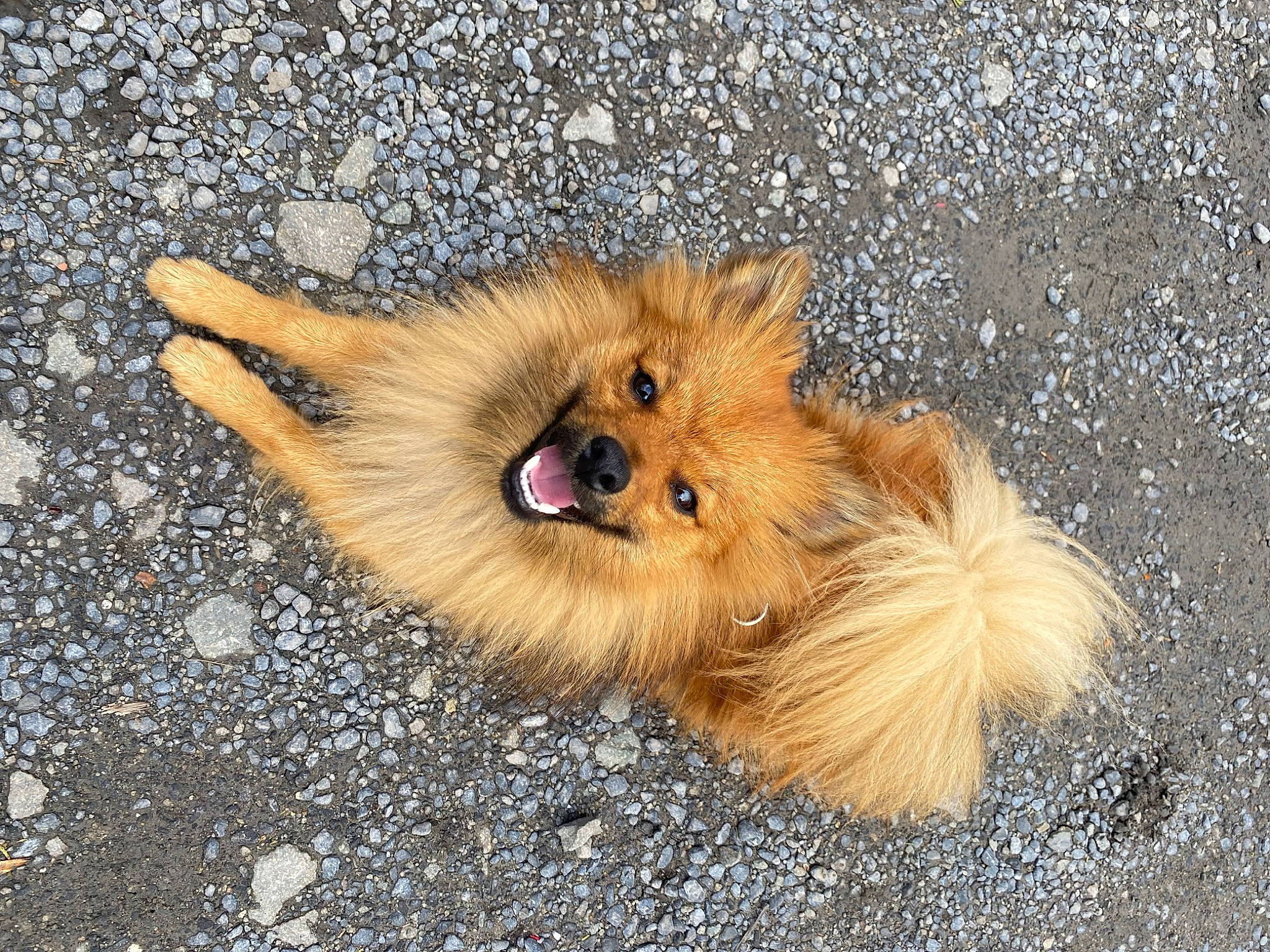 Kenzo a rejoint le concours — aidez-le/la à gagner de superbes lots ! asphalt, canidae, carnivore, companion_dog, dog, dog_breed, fawn, fur, german_spitz, german_spitz_klein, german_spitz_mittel, non_sporting_group, paw, road_surface, snout, spitz, sporting_group, terrestrial_animal, toy_dog, whiskers