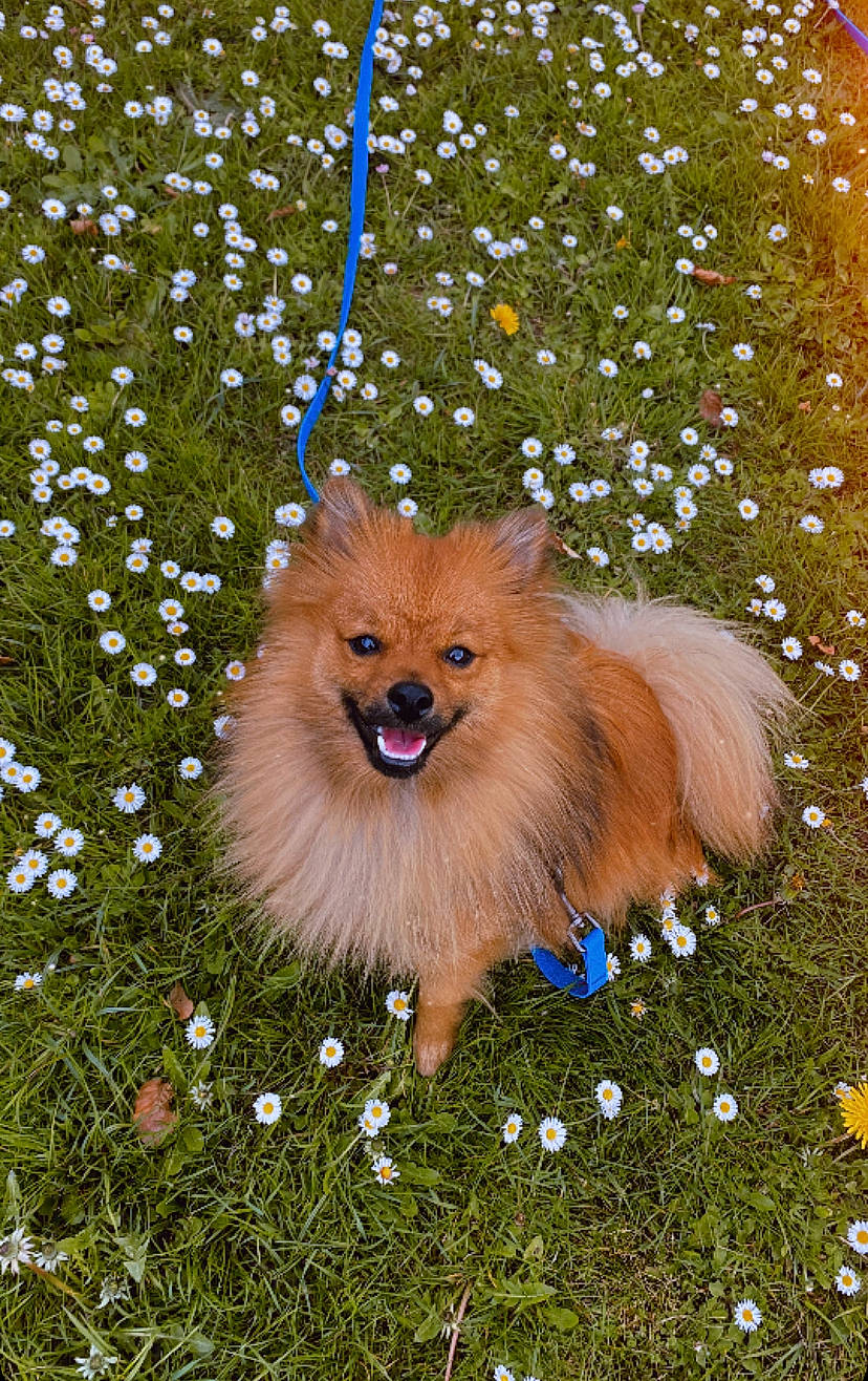 Kenzo a rejoint le concours — aidez-le/la à gagner de superbes lots ! canidae, carnivore, companion_dog, dog, dog_breed, fawn, flower, fur, german_spitz, german_spitz_klein, grass, hair, plant, snout, spitz, tail, terrestrial_animal, whiskers