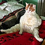 animal, bed, blanket, cat, cozy, cute, domestic, feline, fur, furry, home, indoor, orange, pet, pink_paw, portrait, relaxed, resting, sitting, white