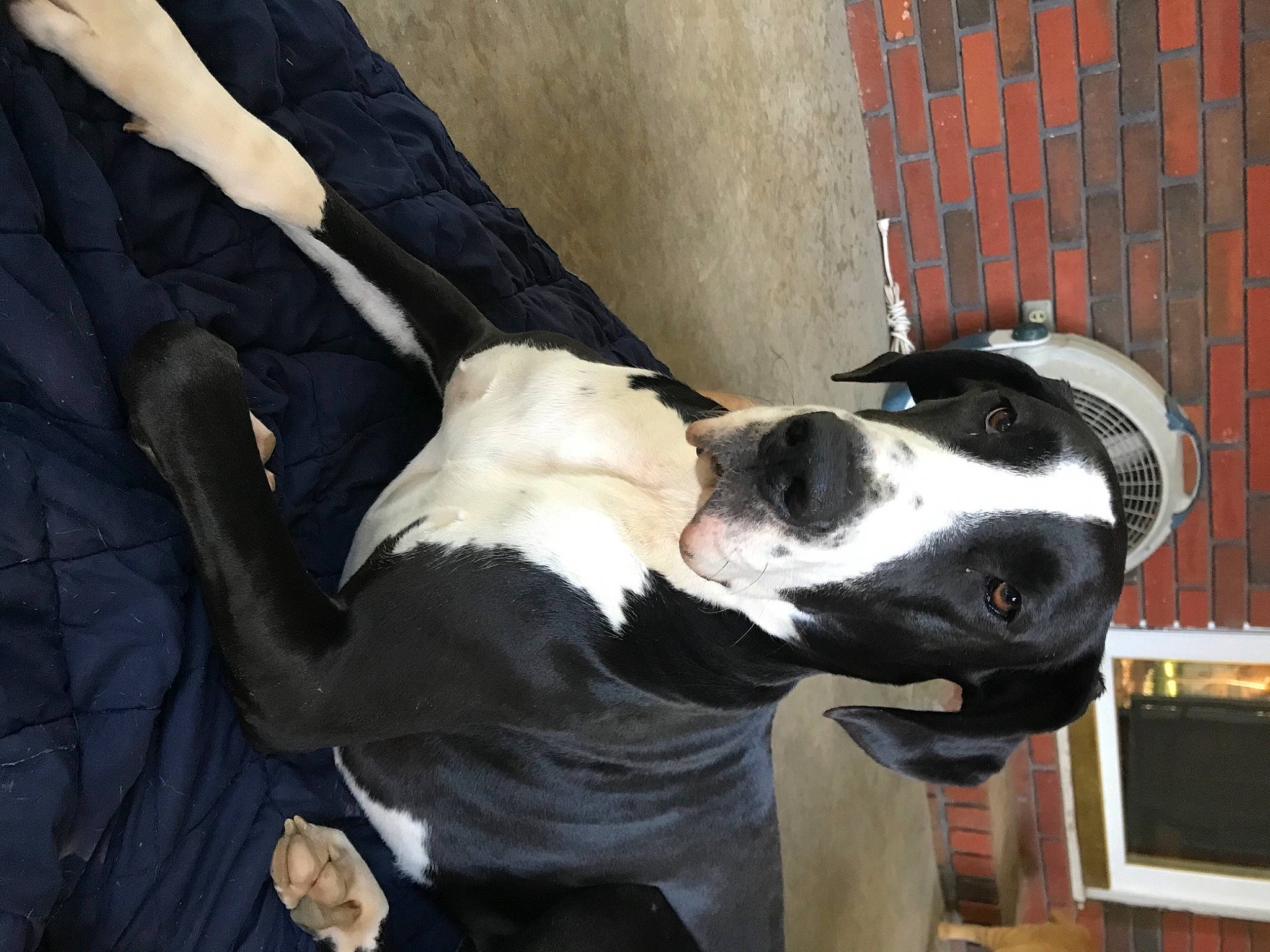 Basil Grace joined the competition — help win amazing prizes! ball, canidae, carmine, carnivore, collar, companion_dog, dog, dog_breed, dog_collar, dog_supply, fawn, fur, great_dane, non_sporting_group, pet_supply, snout, sporting_group, window, working_animal, working_dog