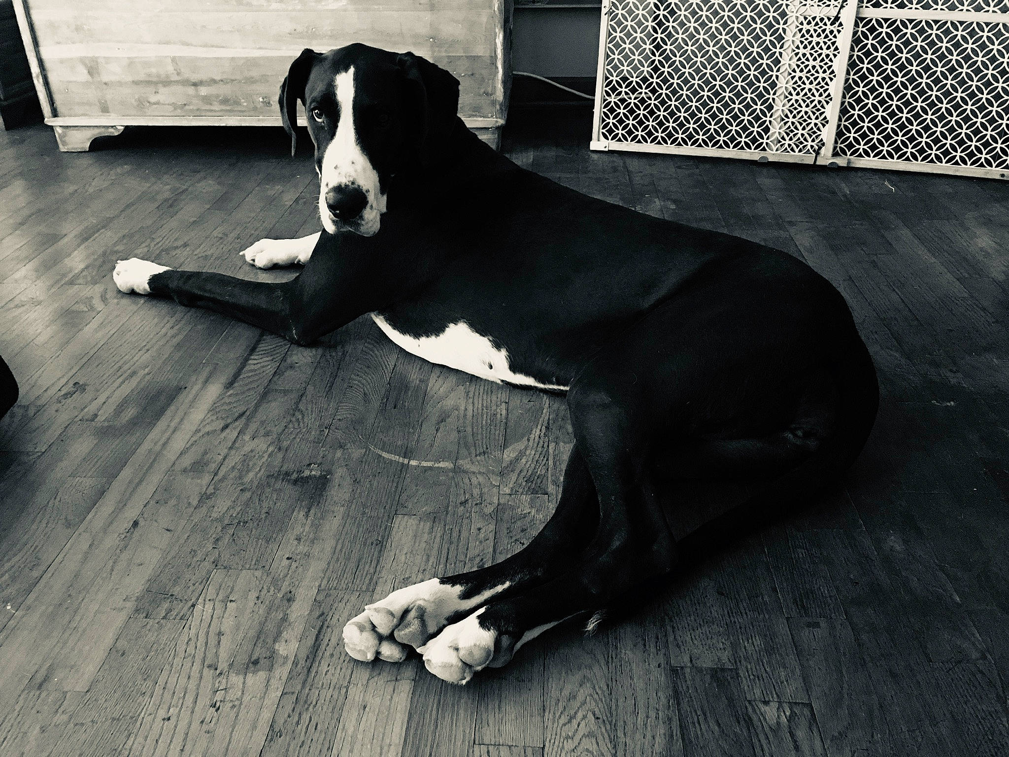 Basil Grace joined the competition — help win amazing prizes! black, carnivore, comfort, companion_dog, dog, dog_breed, floor, flooring, hardwood, mesh, monochrome_photography, pet_supply, style, tail, terrestrial_animal, tints_and_shades, white, wood, wood_flooring, working_animal