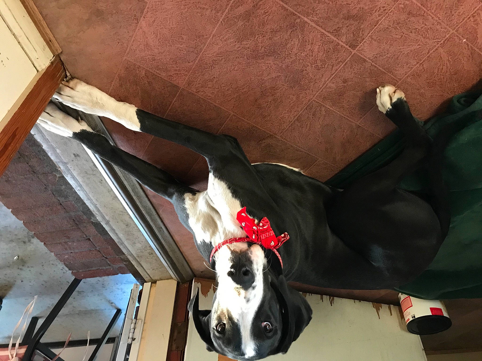 Basil Grace is registered to the contest to win money with this photo: canidae, carmine, carnivore, collar, companion_dog, costume, dog, dog_breed, dog_collar, fawn, fur, hardwood, leash, non_sporting_group, personal_protective_equipment, snout, sporting_group, tail, wood, working_animal