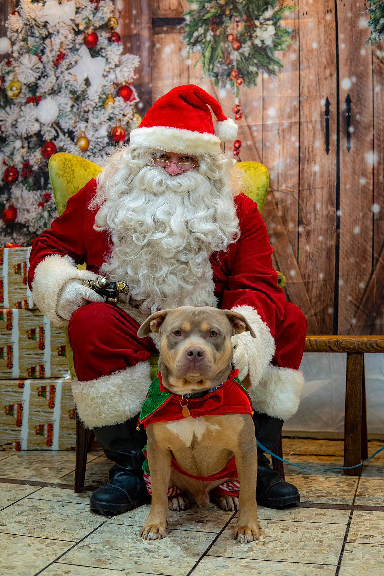 Seven joined the competition — help win amazing prizes! beard, carnivore, christmas, christmas_eve, christmas_tree, companion_dog, dog, dog_breed, event, fictional_character, fur, holiday, lap, santa_claus, shoe, sitting, tradition, tree, white, winter