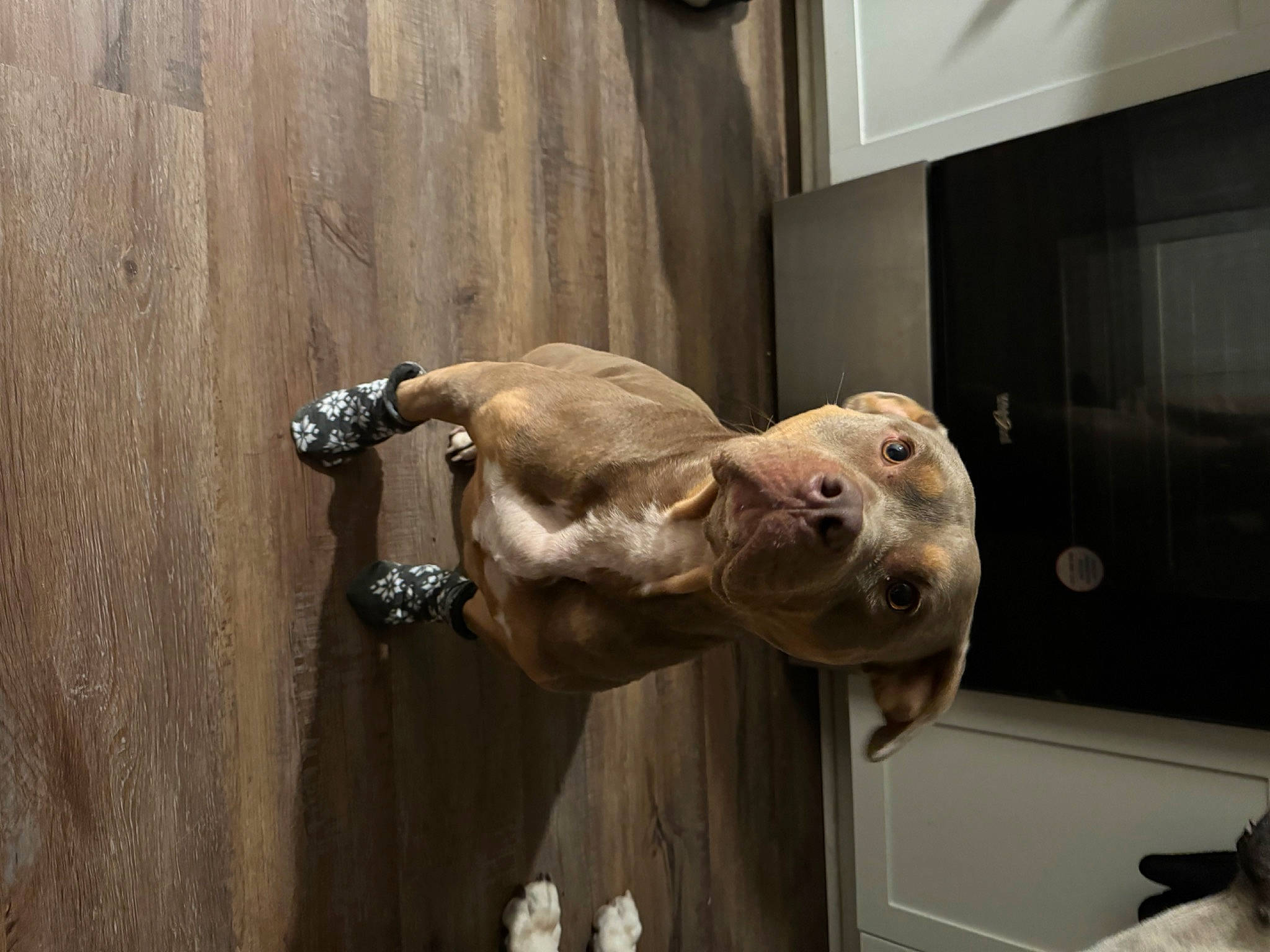 Seven joined the competition — help win amazing prizes! baltic_gray_seal, bearded_seal, canidae, carnivore, dog_breed, fawn, felidae, marine_mammal, seal, snout, sporting_group, steller_sea_lion, tail, terrestrial_animal, tourist_attraction, whiskers, wildlife, wood, working_animal