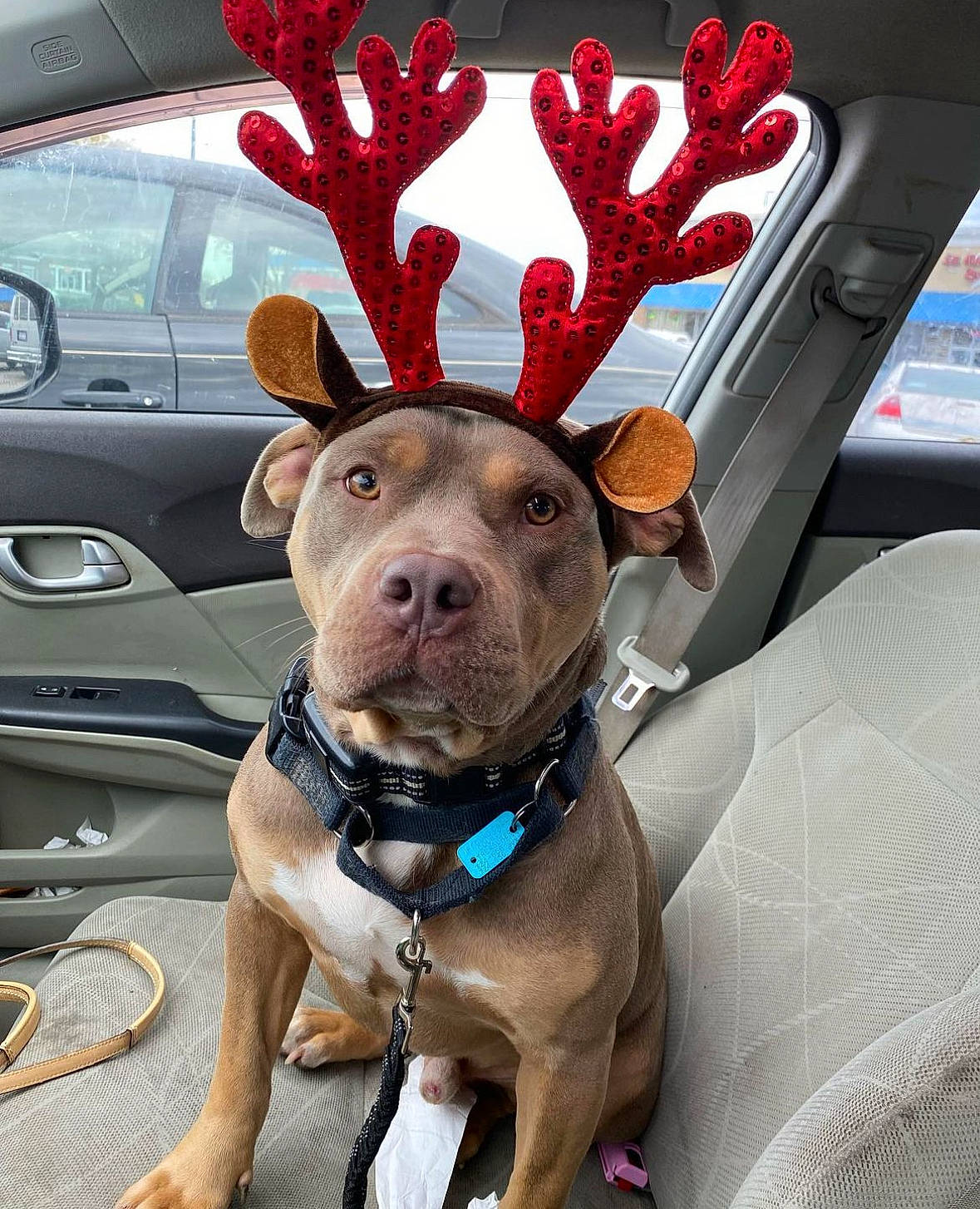 Seven is registered to the contest to win money with this photo: art, blue, car, carnivore, collar, deer, dog, dog_breed, dog_collar, elk, fawn, gesture, hood, motor_vehicle, reindeer, sculpture, snout, vehicle, window, working_animal