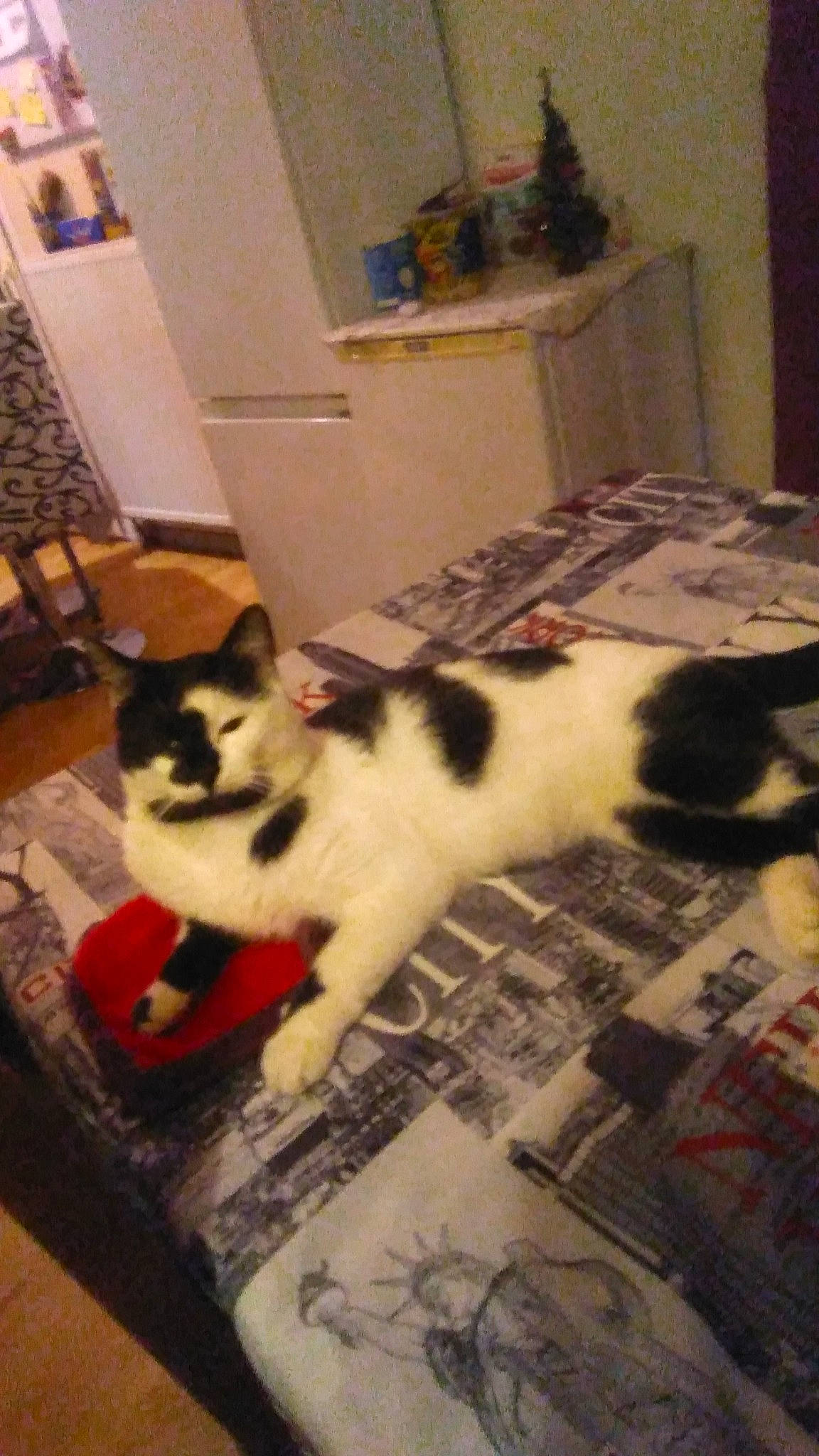 Roquette a rejoint le concours — aidez-le/la à gagner de superbes lots ! canidae, carnivore, cat, chair, claw, companion_dog, domestic_short_haired_cat, felidae, floor, flooring, fur, hardwood, linens, pattern, paw, room, small_to_medium_sized_cats, tail, whiskers, wood