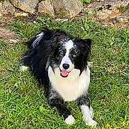 Zero joined the competition — help win amazing prizes! dog, border_collie, black_and_white, blue_eyes, grass, outdoor, stone, pet, animal, canine, nature, laying_down, happy, tongue_out, fur, park, summer, playful, daylight, greenery