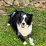 dog, border_collie, black_and_white, blue_eyes, grass, outdoor, stone, pet, animal, canine, nature, laying_down, happy, tongue_out, fur, park, summer, playful, daylight, greenery