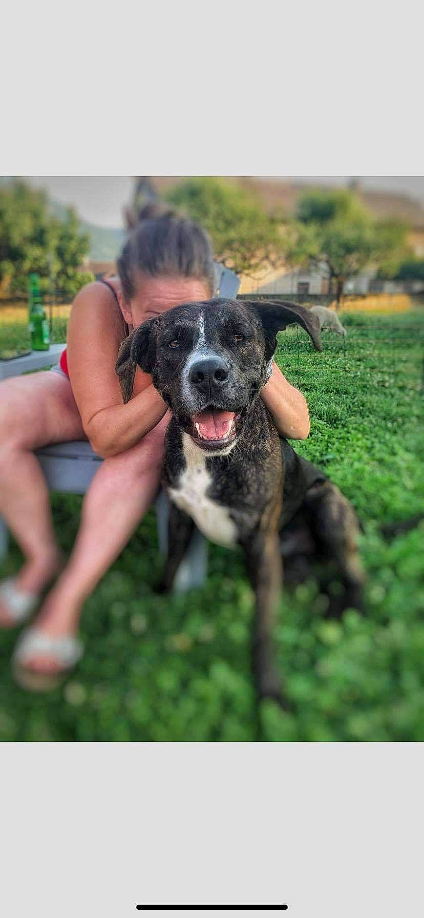 Simba a rejoint le concours — aidez-le/la à gagner de superbes lots ! canidae, carnivore, companion_dog, dog, dog_breed, fawn, foot, fun, grass, guard_dog, happy, house, molosser, plant, snout, sporting_group, tail, tree, working_animal, working_dog